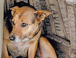 Çankırı'da köpeğe tecavüz gözaltısı