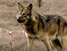 Türk kurt köpeği ırkı geliştirildi