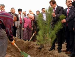 Denizli-Ankara yolu yeşilleniyor