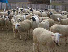 İstanbullu Bayburtluların köy yatırımı