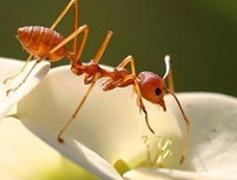 Karıncalar antivirüse ilham verdi