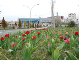 Belediyelerin lale sevdası